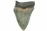 Bargain, Fossil Megalodon Tooth - Serrated Blade #295085-1